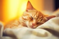 Ginger tabby cat sleeping on bed. Happy cute kitten resting at home. Adorable pet sleep on cozy white plaid Royalty Free Stock Photo