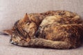 Ginger tabby cat sleeping on a sofa. Royalty Free Stock Photo