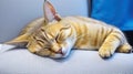 Ginger tabby cat sleeping on a sofa. Royalty Free Stock Photo