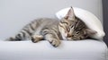 Ginger tabby cat sleeping on a sofa Royalty Free Stock Photo