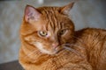 Portrait of red tabby cat proudly posing