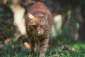 Ginger Tabby Cat in the Garden Royalty Free Stock Photo