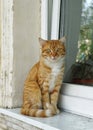 Ginger tabby cat with yellow eyes Royalty Free Stock Photo