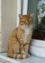 Ginger tabby cat with yellow eyes Royalty Free Stock Photo