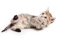 Ginger tabby kitten looking Royalty Free Stock Photo