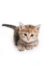Ginger tabby kitten looking at the camera Royalty Free Stock Photo