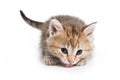 Ginger tabby kitten looking at the camera Royalty Free Stock Photo