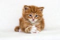 ginger tabby kitten looking Royalty Free Stock Photo