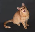 Ginger tabby kitten sitting on dark gray Royalty Free Stock Photo