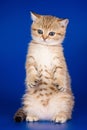 Ginger tabby kitty British cat stands on its hind legs on a blue