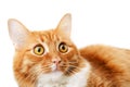 Ginger tabby lying surprised cat