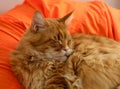 Ginger tabby Maine coon cat sleeping on an orange bean bag chair