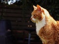 Ginger tabby pet cat medium portrait shot