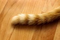 The ginger tail of a ginger cat on floor