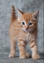 Ginger tiger-kitten Royalty Free Stock Photo