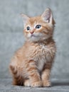 Ginger tiger-kitten