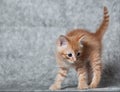 Ginger tiger-kitten Royalty Free Stock Photo