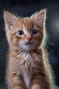 Ginger tiger-kitten