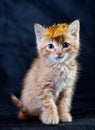 Ginger tiger-kitten with a feather