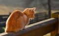 Ginger tom cat sitting on balcony Royalty Free Stock Photo