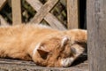 Ginger tom cat washing front paw and sunbathing on wooden bench