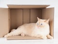Ginger tomcat lying in the paper box, cardboard box with a cat on white background