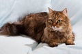 Ginger tomcat cat laying Royalty Free Stock Photo