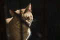 Ginger tomcat with shadows