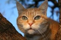 Ginger Tubby in Tree