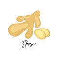 Ginger vector illustration isolated on white background.Indian