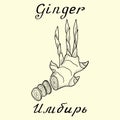 Ginger. Vector ink drawing and hand-lettering. In English and Russian texts