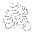 Ginger vector outline icon. Vector illustration root on white background. Isolated outline illustration icon of ginger . Royalty Free Stock Photo