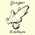 Ginger. Vector pencil drawing and hand-lettering. In English and Russian texts