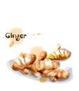 Ginger Vector watercolor. delicious icon vegetable templates