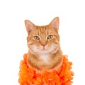 Ginger wearing an orange boa Royalty Free Stock Photo