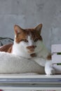 A ginger and white cat in a bed, stretching a paw forward. Thoughtful expression. Royalty Free Stock Photo