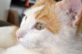 Ginger and white cat face close up. Royalty Free Stock Photo