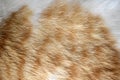 Ginger and white cat fur texture background. Royalty Free Stock Photo