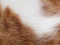 Ginger and white cat fur texture background. Royalty Free Stock Photo