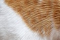 Ginger and white cat fur texture background. Tabby cat hair texture. Royalty Free Stock Photo