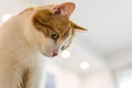 Ginger and white cat looking down Royalty Free Stock Photo