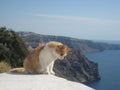 Ginger and white cat peaking over a wall in Santorini, Greece