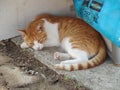 Ginger and White Cat Resting Outdoors Royalty Free Stock Photo