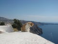 Ginger and white cat in Santorini, Greece