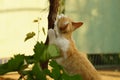 Ginger white cat sharpens its claws on the grape trunk in summer garden