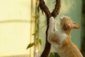 Ginger white cat sharpens its claws on the trunk of the grape