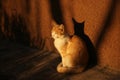 Ginger white cat sits outdoors near the wall of a house at sunset. Portrait of a pet with strong shadows Royalty Free Stock Photo