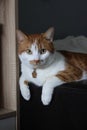 Ginger and white cat sitting on a chair armrest, dangling its front paws Looks into the camera. Royalty Free Stock Photo