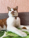 Ginger and white cat sitting in a majestic pose. Royalty Free Stock Photo
