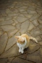 Ginger-white cat sitting on the tiled floor outdors.